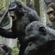 Illustration for article titled Great Ape: emDawn Of The Planet Of The Apes/em, Reviewed